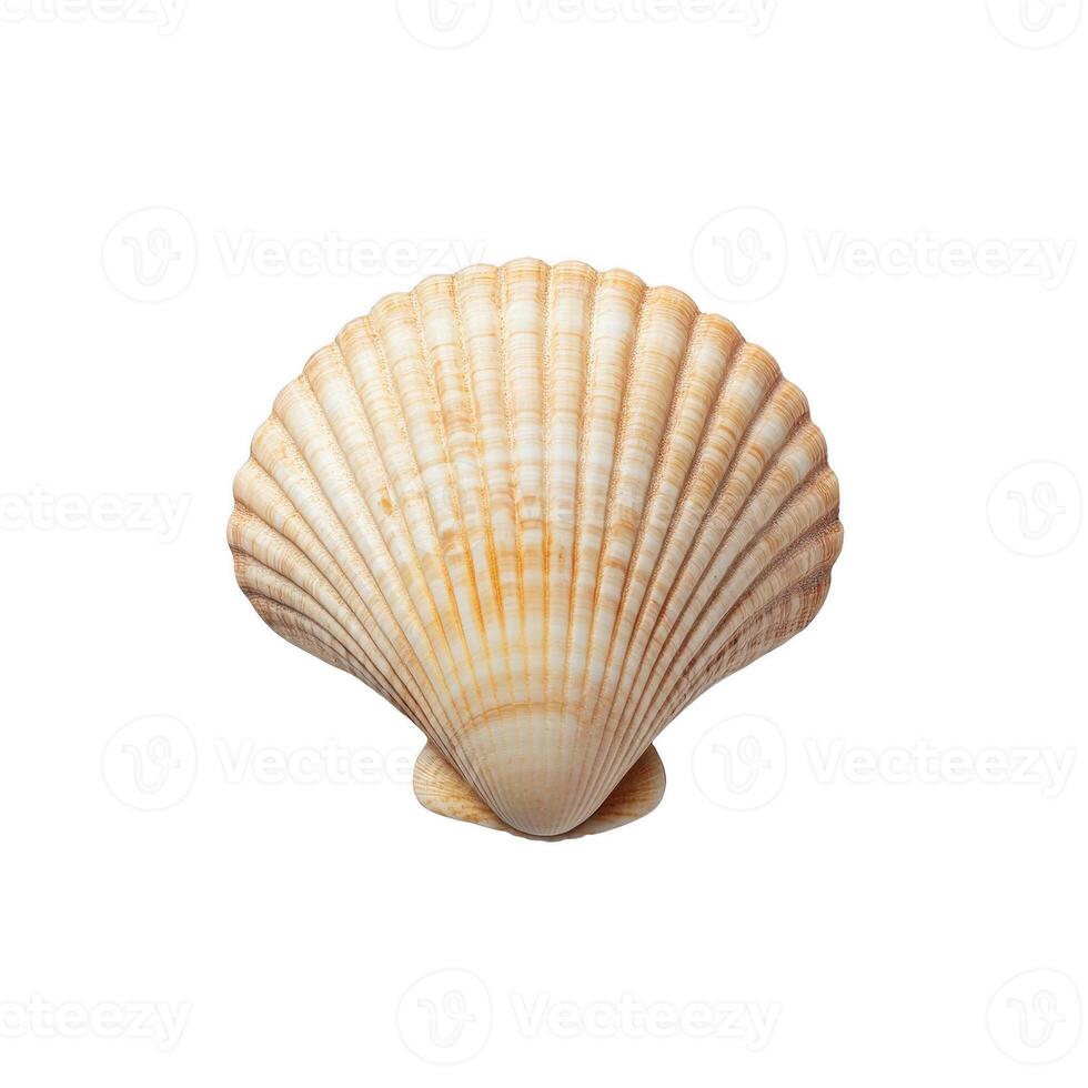 beautiful scallop shell with intricate ridges and soft color palette, perfect for coastal decor or marine themed projects photo