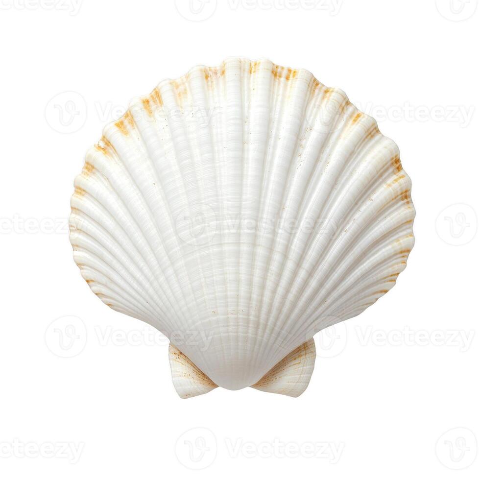 Beautiful white scallop shell with ridges and natural texture. Perfect for beach themed decor or marine studies photo