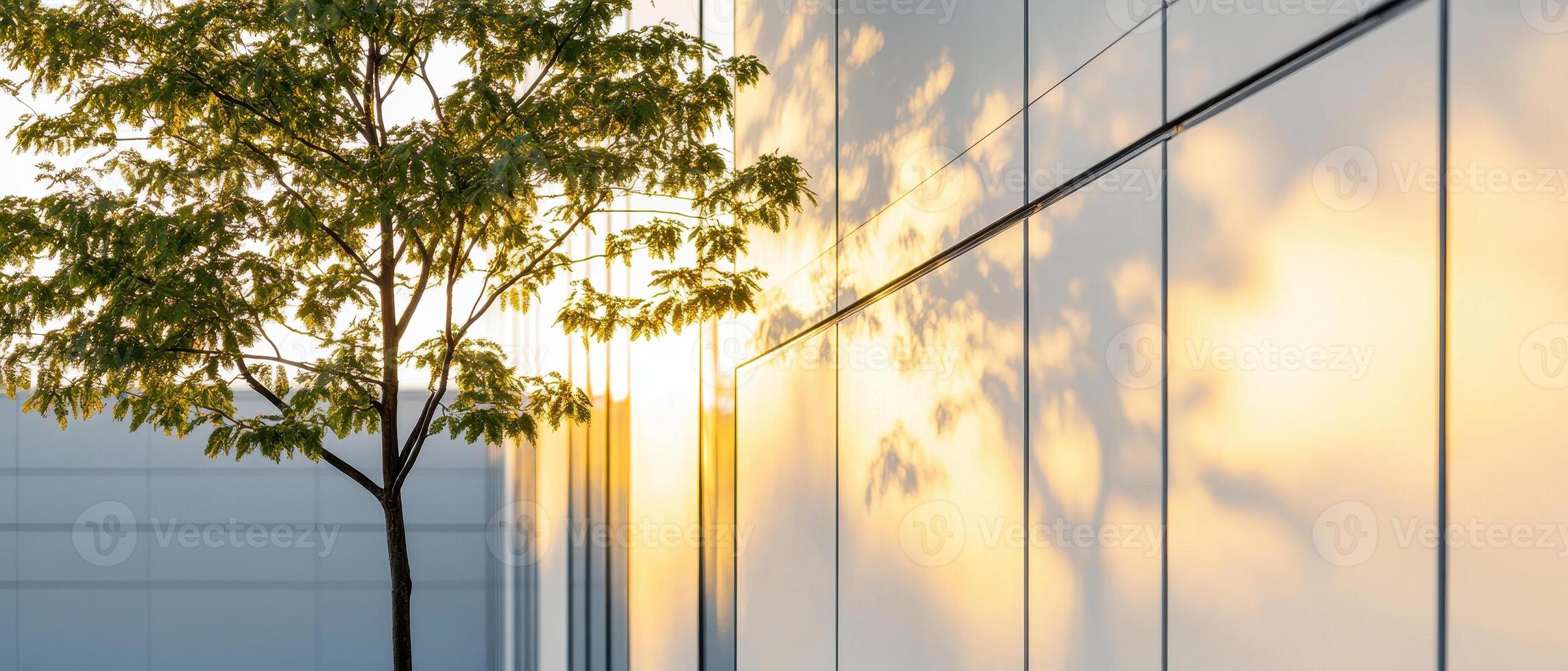 tree casts beautiful shadows on modern corporate building at sunset, creating serene atmosphere photo