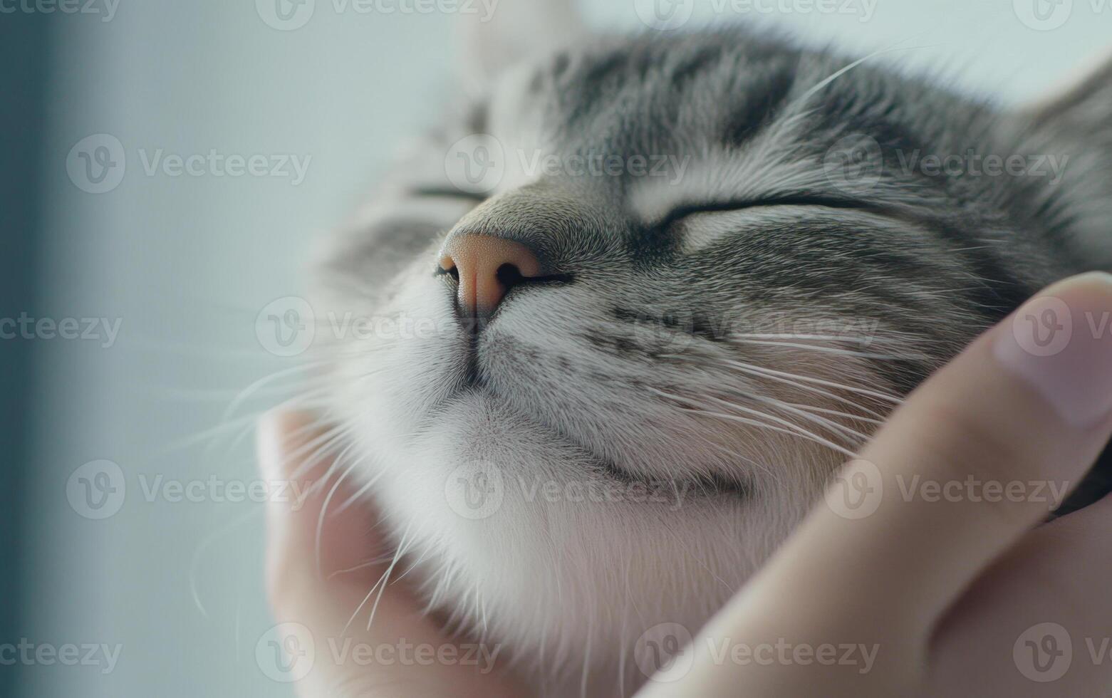 Gently massaged cat face close up, expressing contentment and relaxation photo