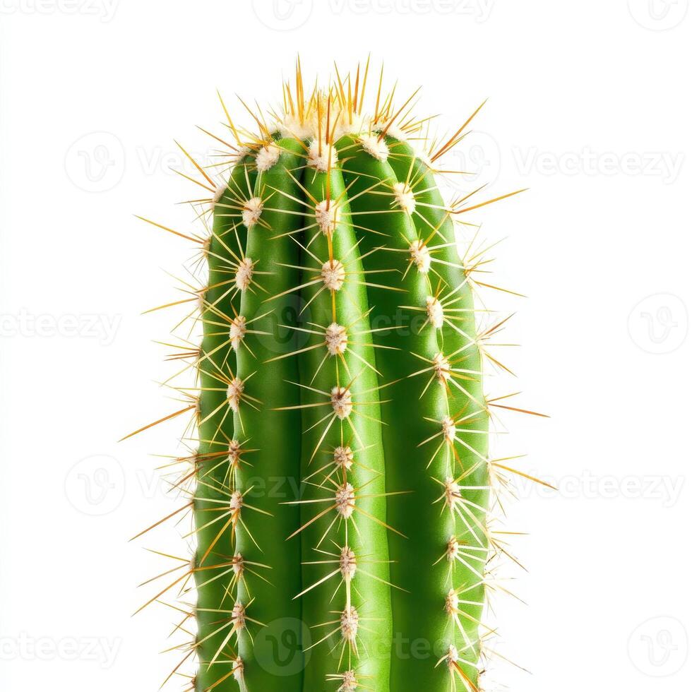 close up view of green cactus with intricate spines and textures, showcasing its unique beauty and resilience photo