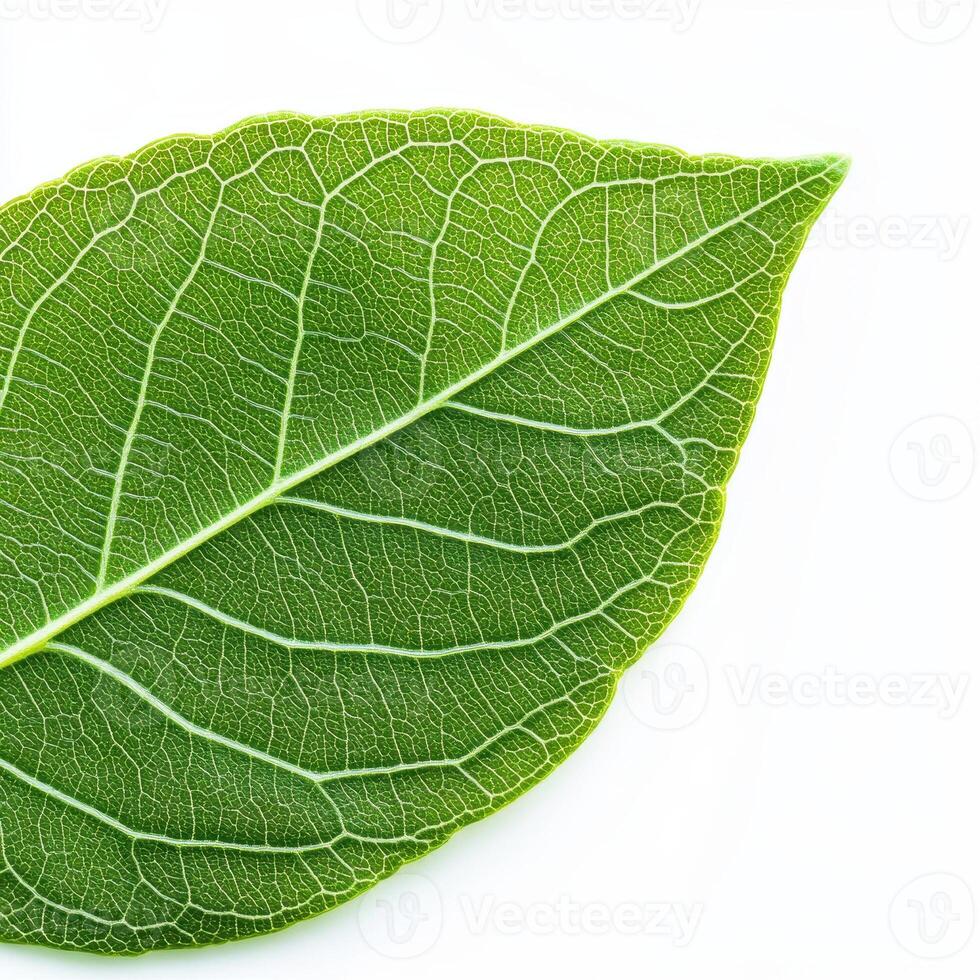 detailed macro photograph of green leaf showcasing its intricate vein structure, highlighting nature beauty and complexity photo