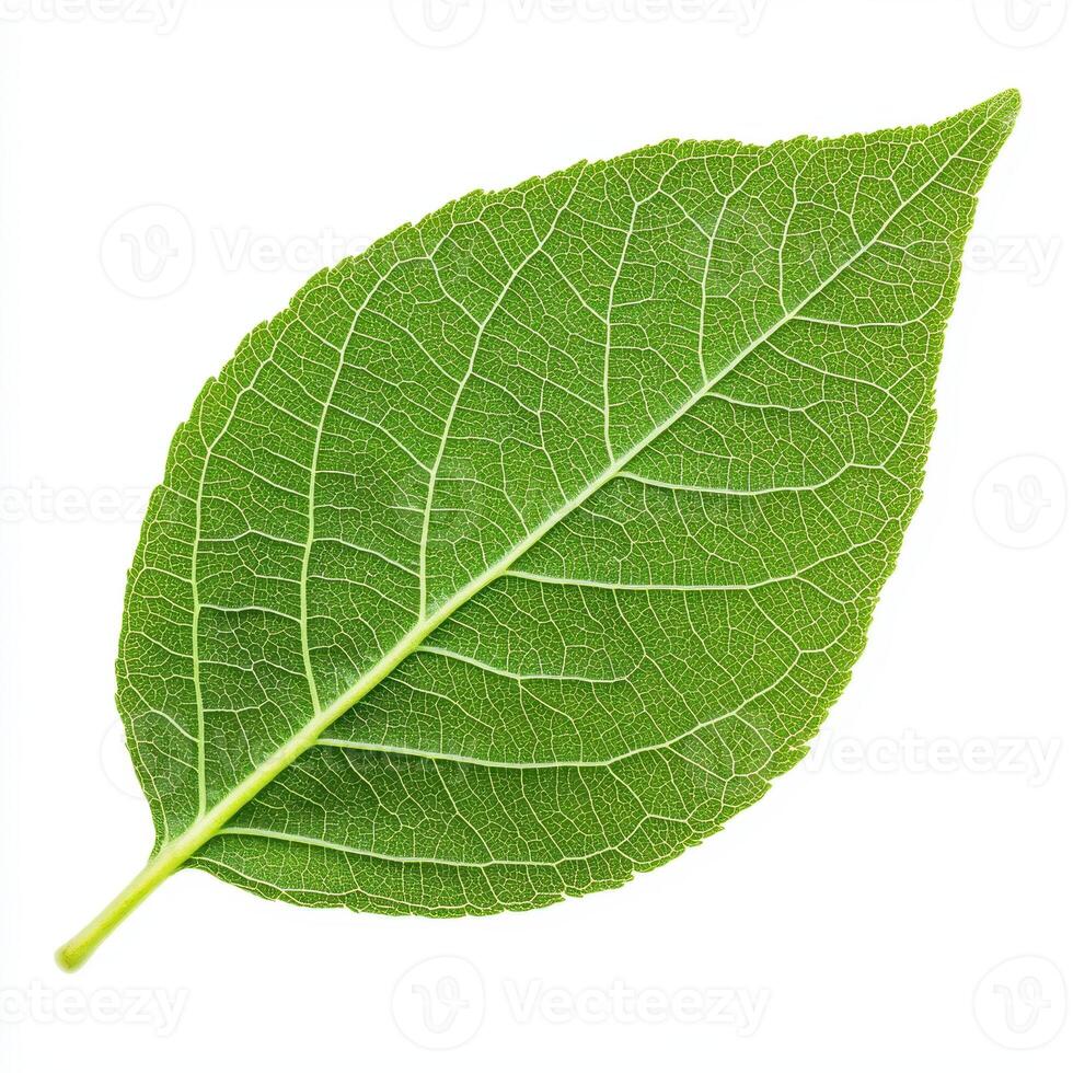 detailed leaf showcasing intricate vein structure and vibrant green color photo