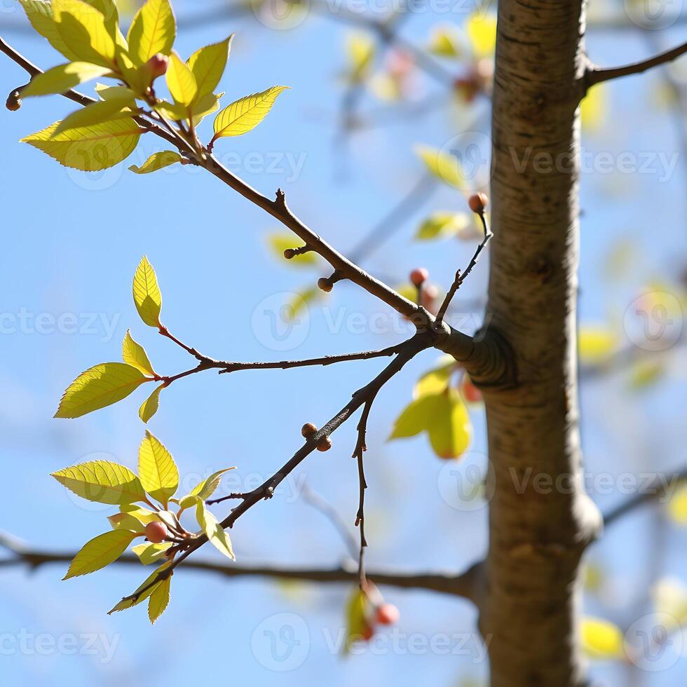 Yellow leaves on a tree branch against a blue sky with pink blossoms in bloom photo