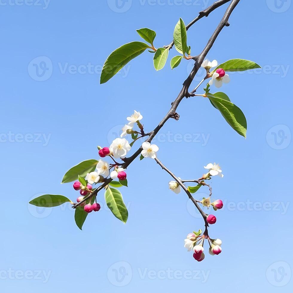 Cherry tree branch with white and pink blossoms under a clear blue sky photo