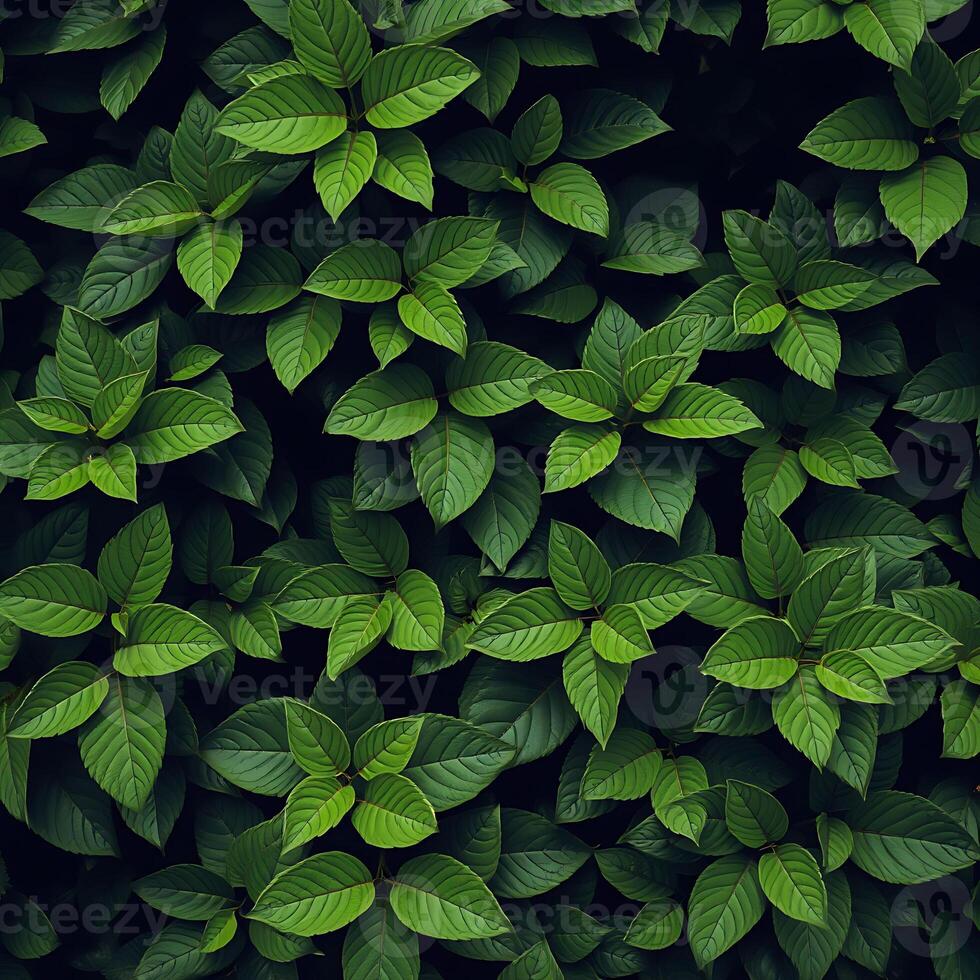 Green leaves and foliage texture with natural spring and summer elements on a dark background photo