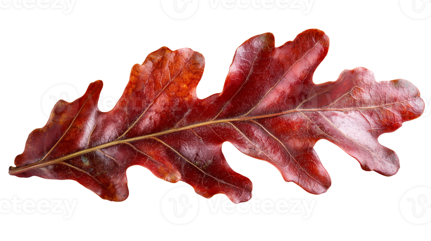 Single Red Autumn Oak Leaf Isolated on transparent background png