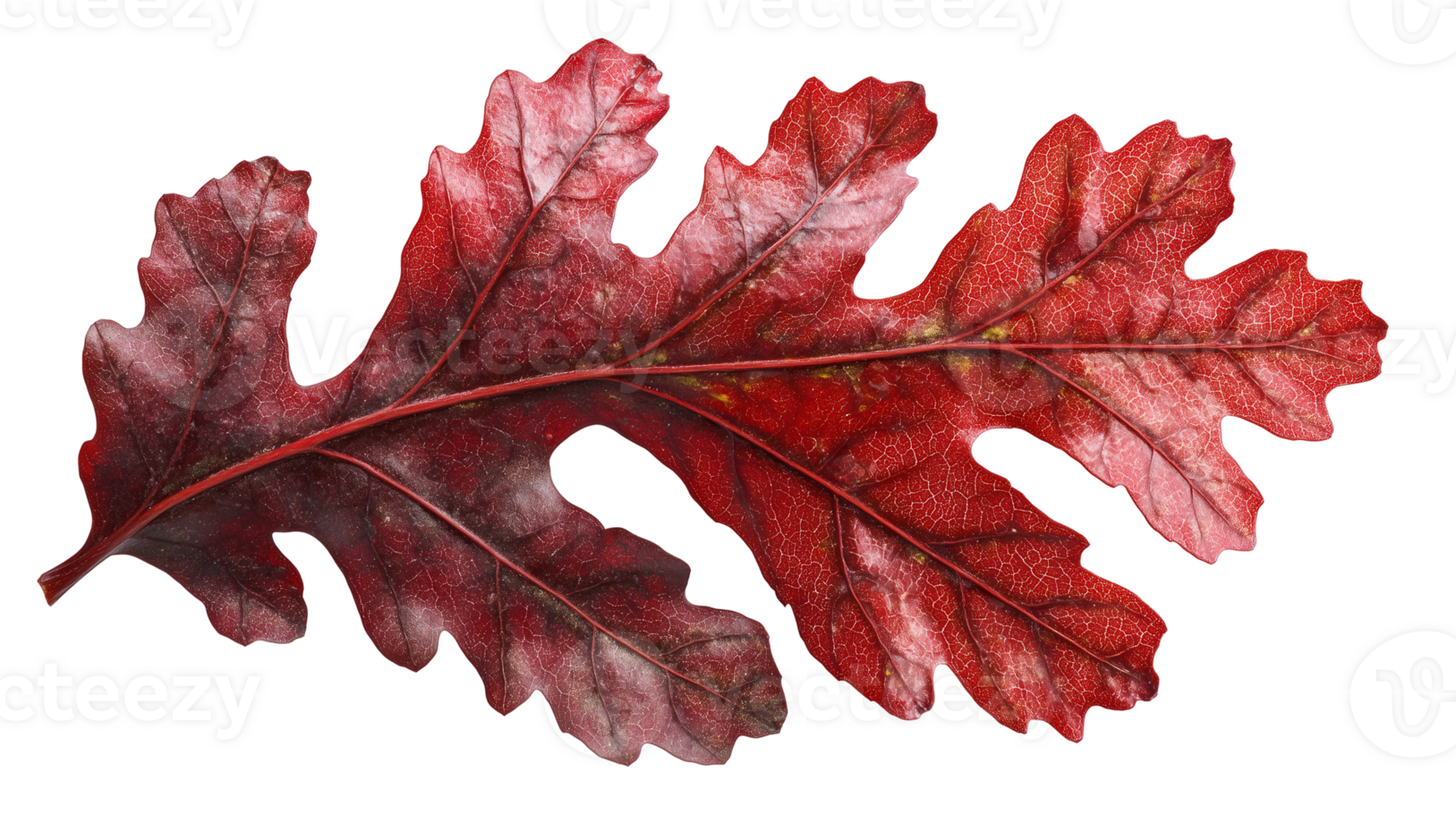 Vibrant Red Oak Leaf Autumn Photography Stock Image png