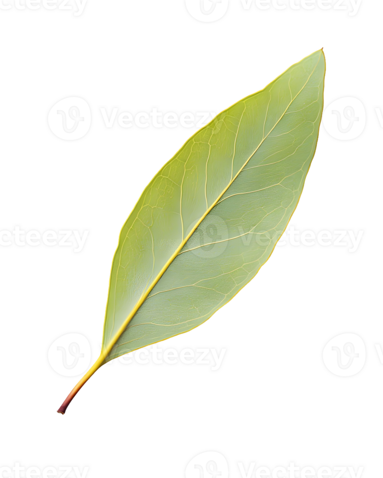 Single Bay Leaf png