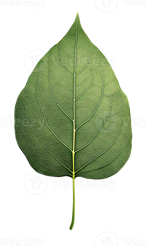 Single Green Leaf with Visible Venation png
