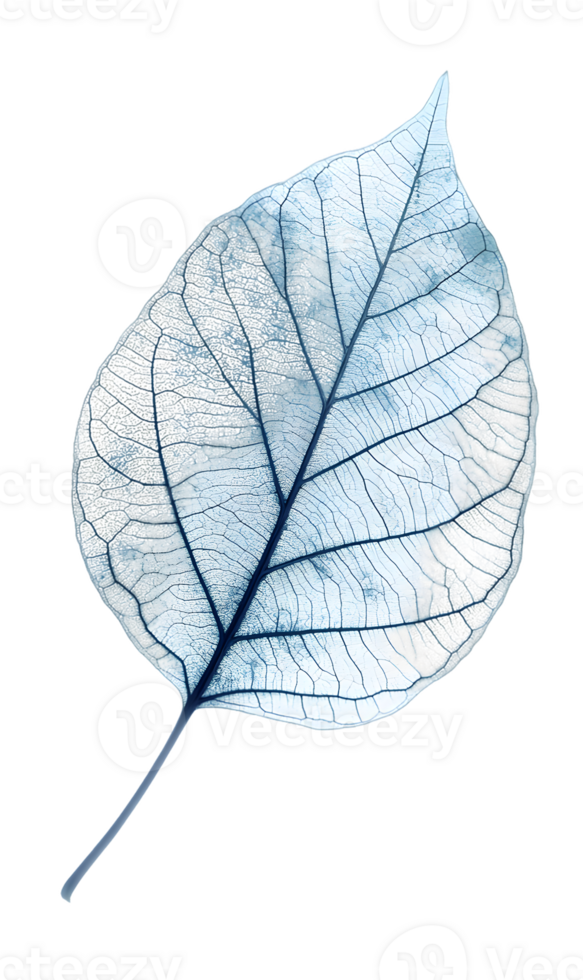 Translucent Leaf with Visible Venation png