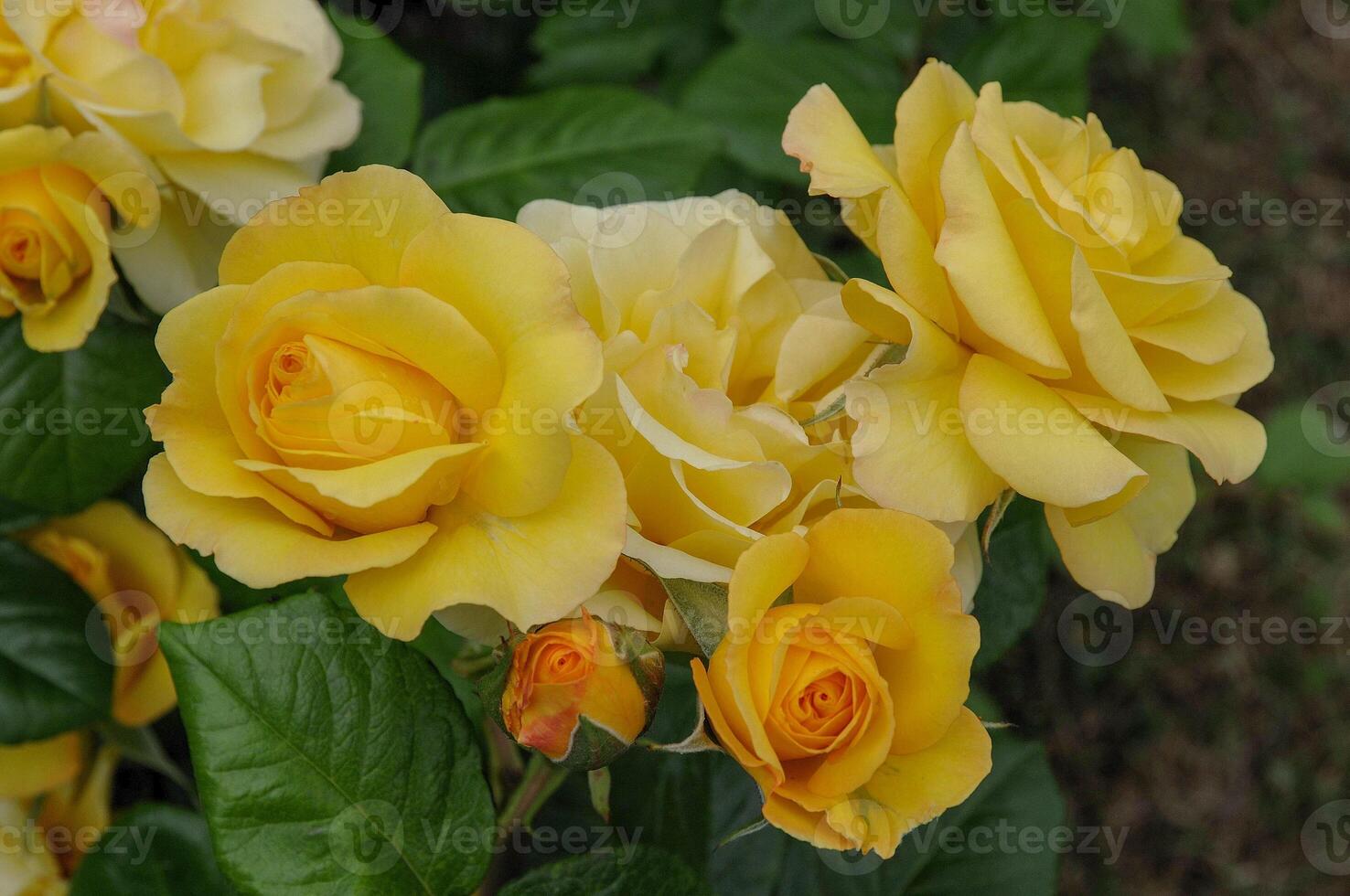 Yellow roses are blooming in a garden photo