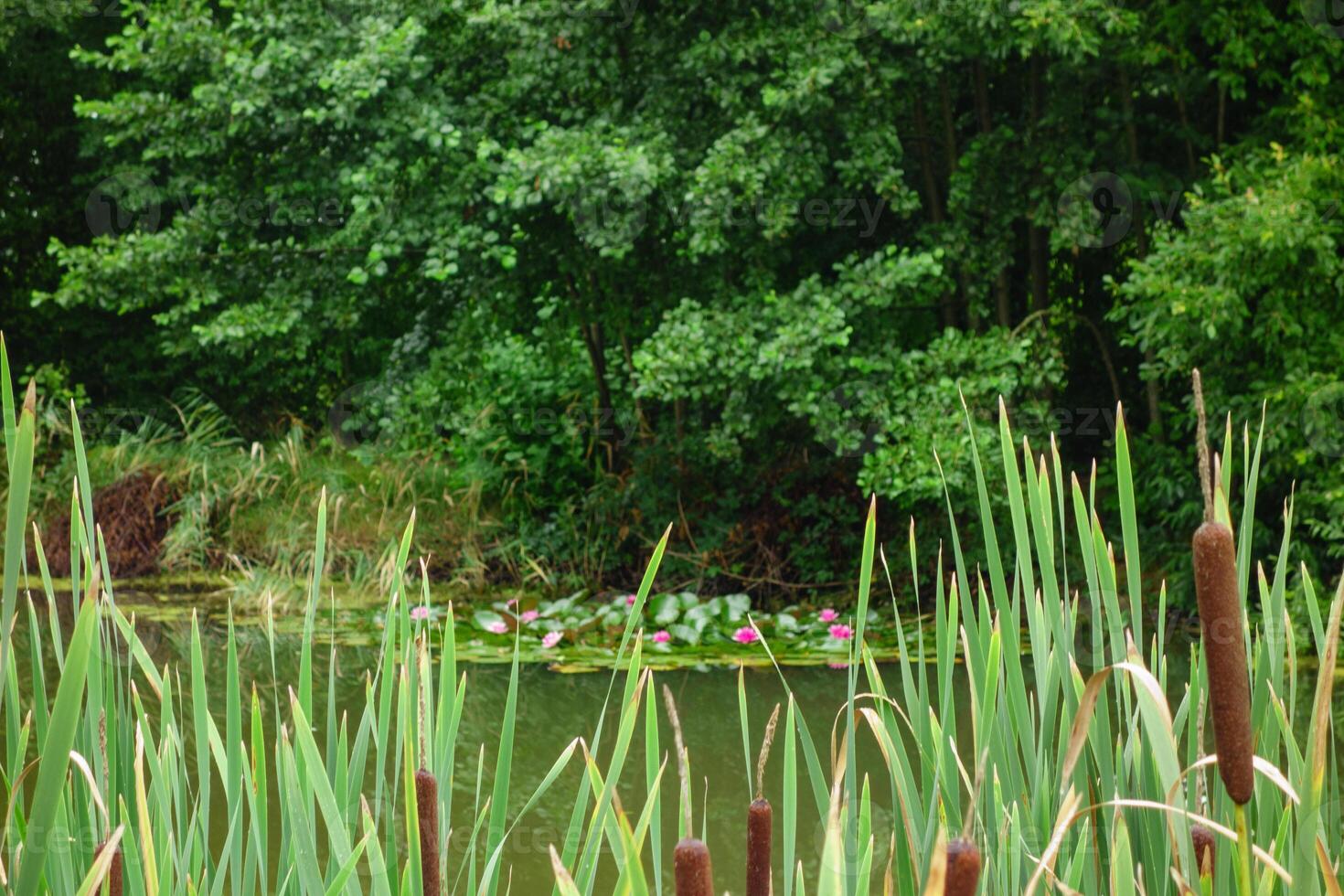 A large pond with tall grass and trees photo
