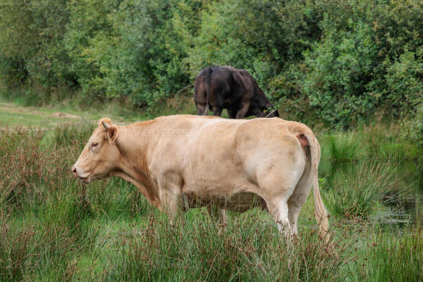 A cow standing in the grass next to a pond photo
