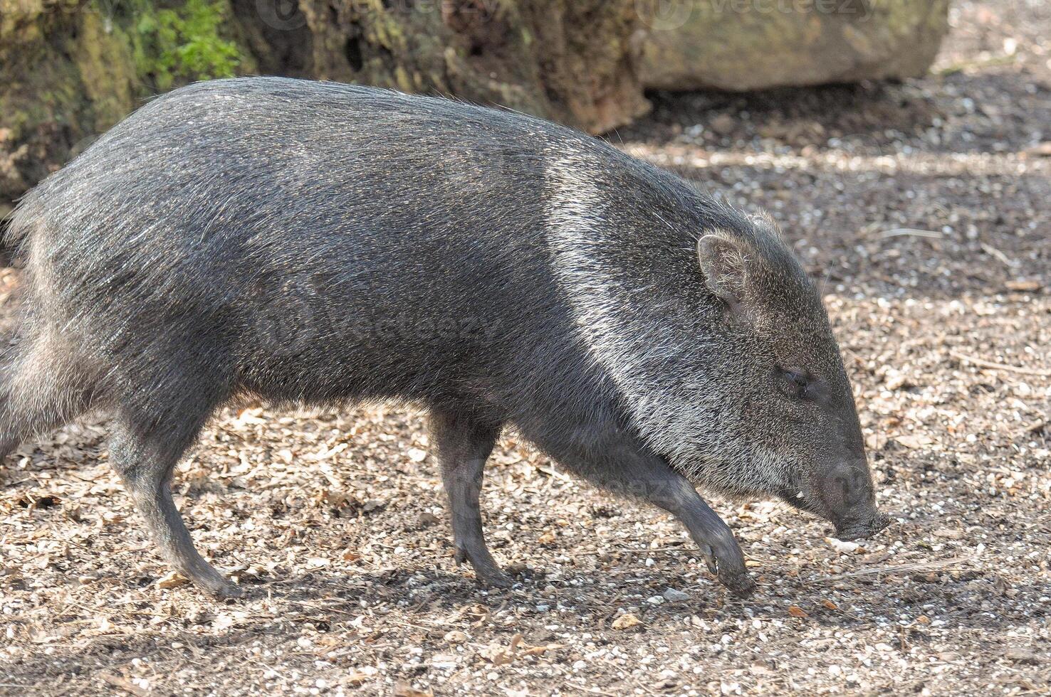 A small animal walking on the ground photo