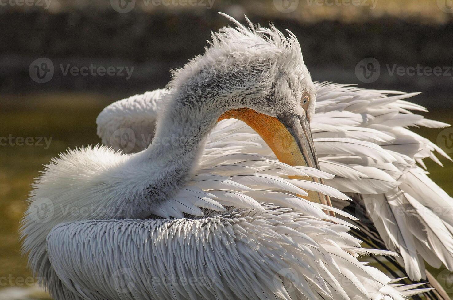 A pelican with a long beak and a long neck photo