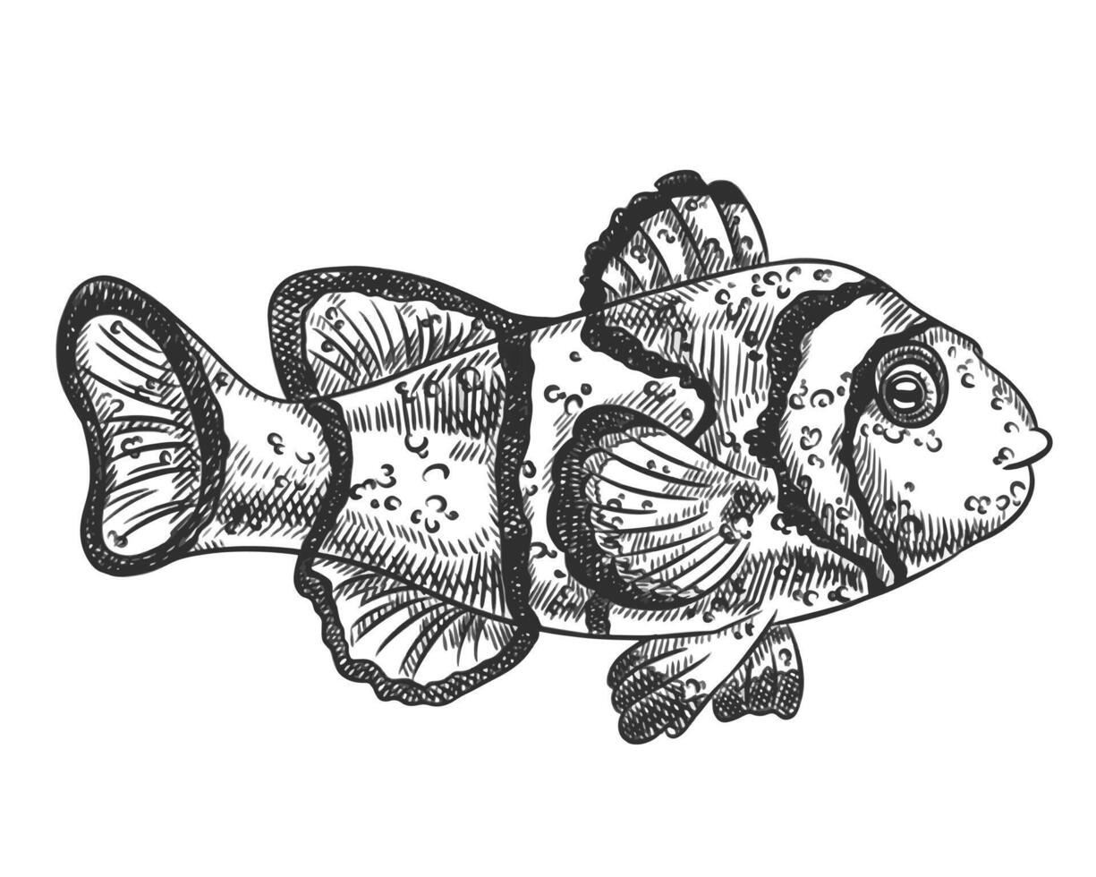 illustration of clown sea fish. A tropical underwater animal. Tropical element of natural world. For postcards, prints. Hand drawn textured sketch in black and white on isolated background vector