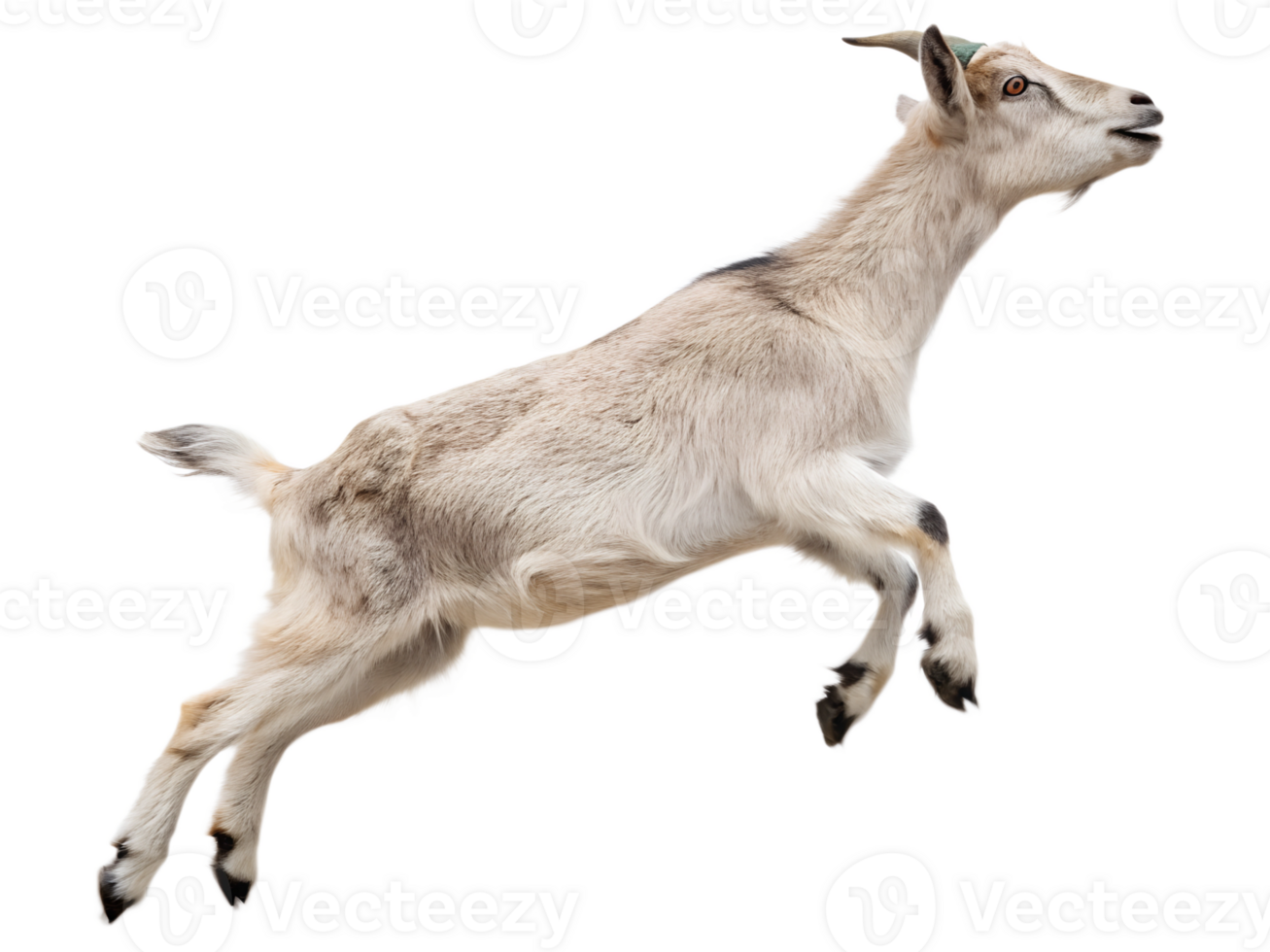 Photograph a goat leaping on mid-air isolated on a transparent background png