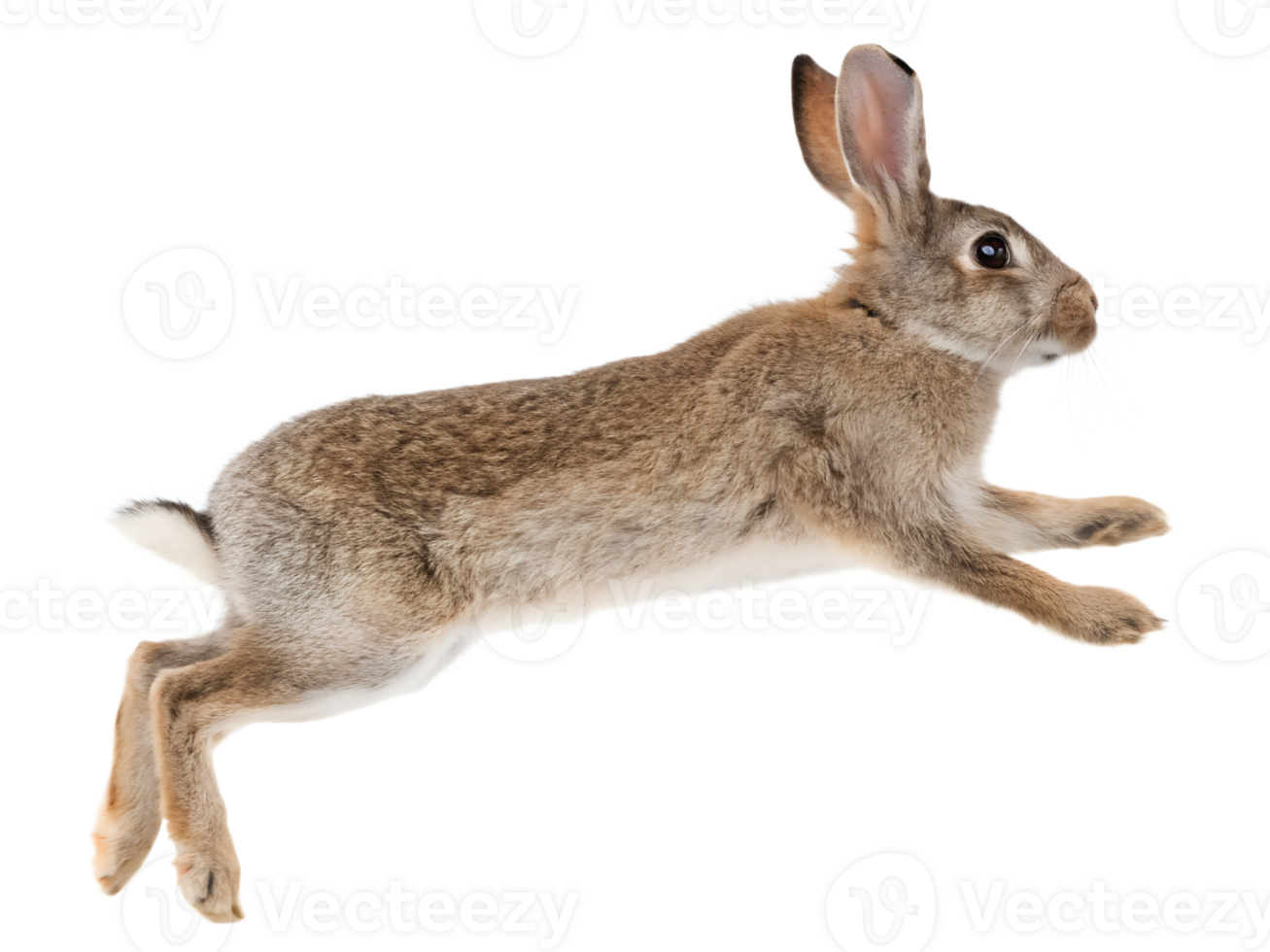 Photograph a rabbit leaping on mid-air isolated on a transparent background png