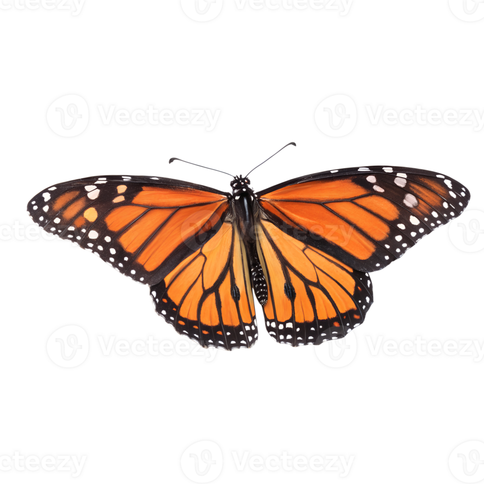 top view, Monarch Butterfly is spreading its wings and flying , isolated on a transparent background png