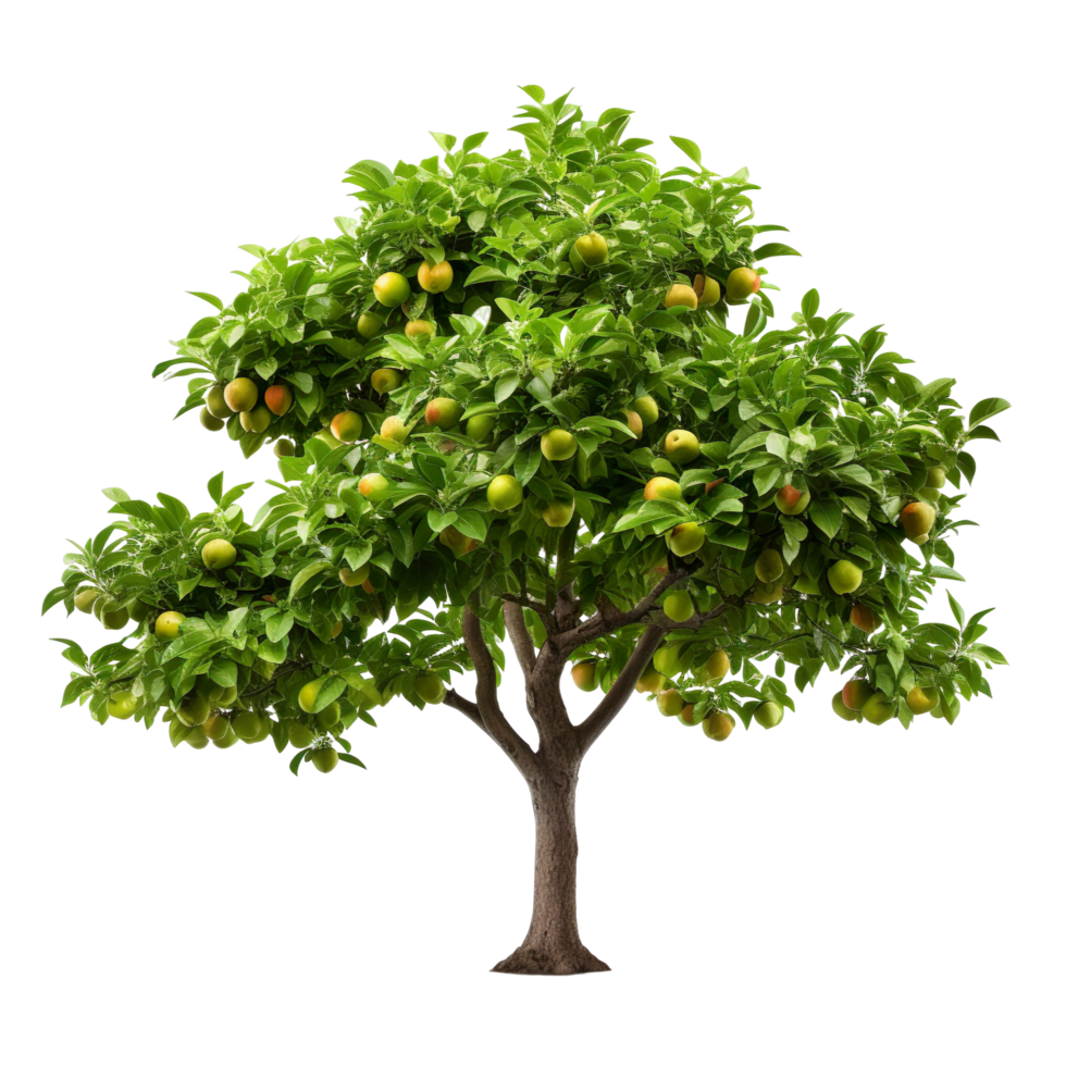 fruit tree isolated on transparent background png