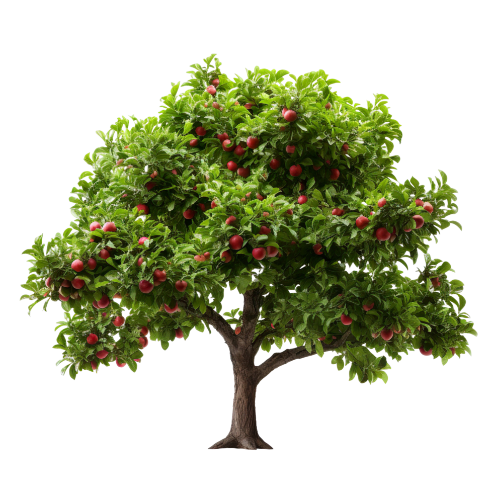 Apple tree isolated on transparent background png