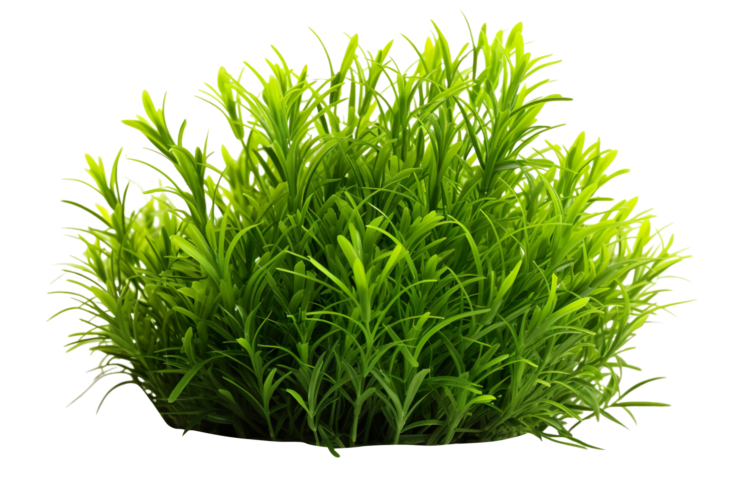 grass bush isolated on transparent background png