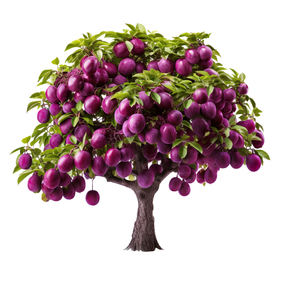 Plum tree isolated on transparent background png
