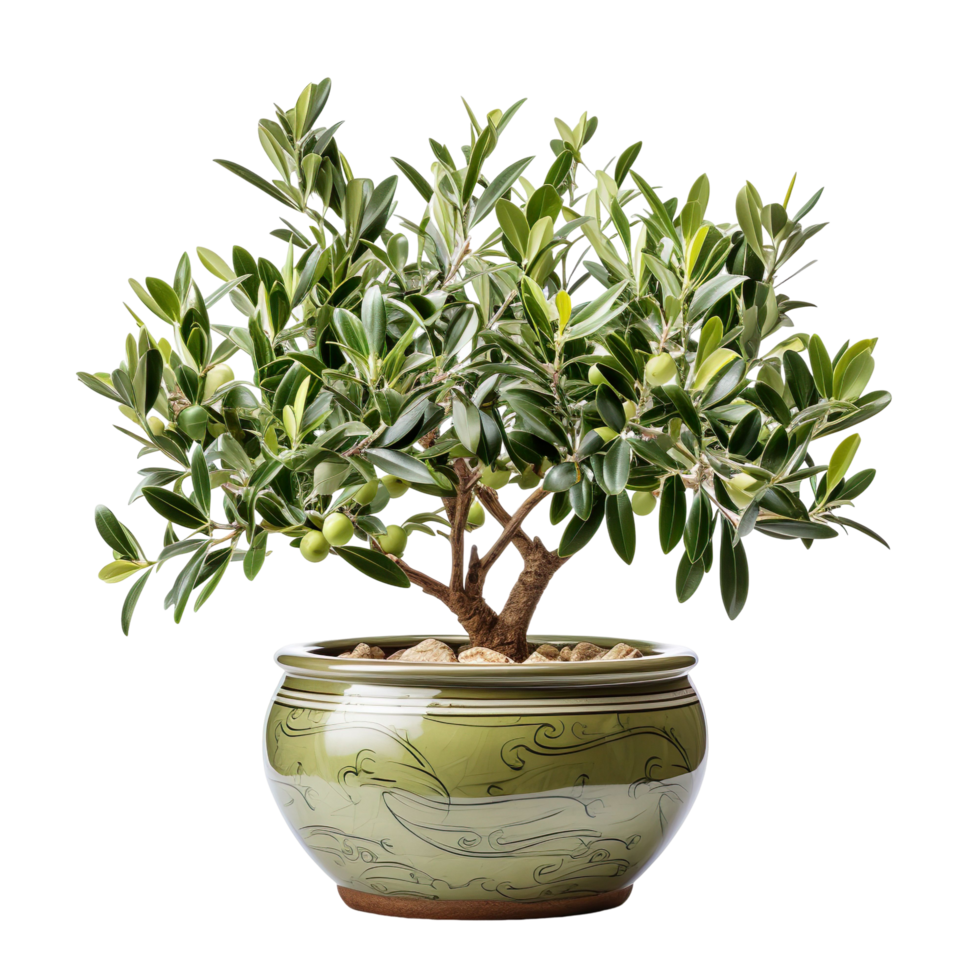 Olive tree in a pot isolated on transparent background png