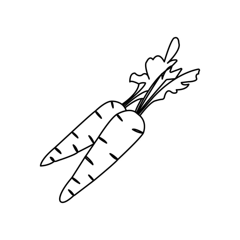 Carrot vegetable continuous single line drawing of minimalist outline art illustration vector