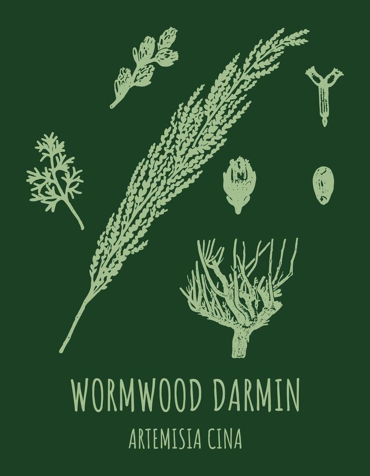 DARMIN Wormwood Artemisia cina illustration. Wormwood branch vector