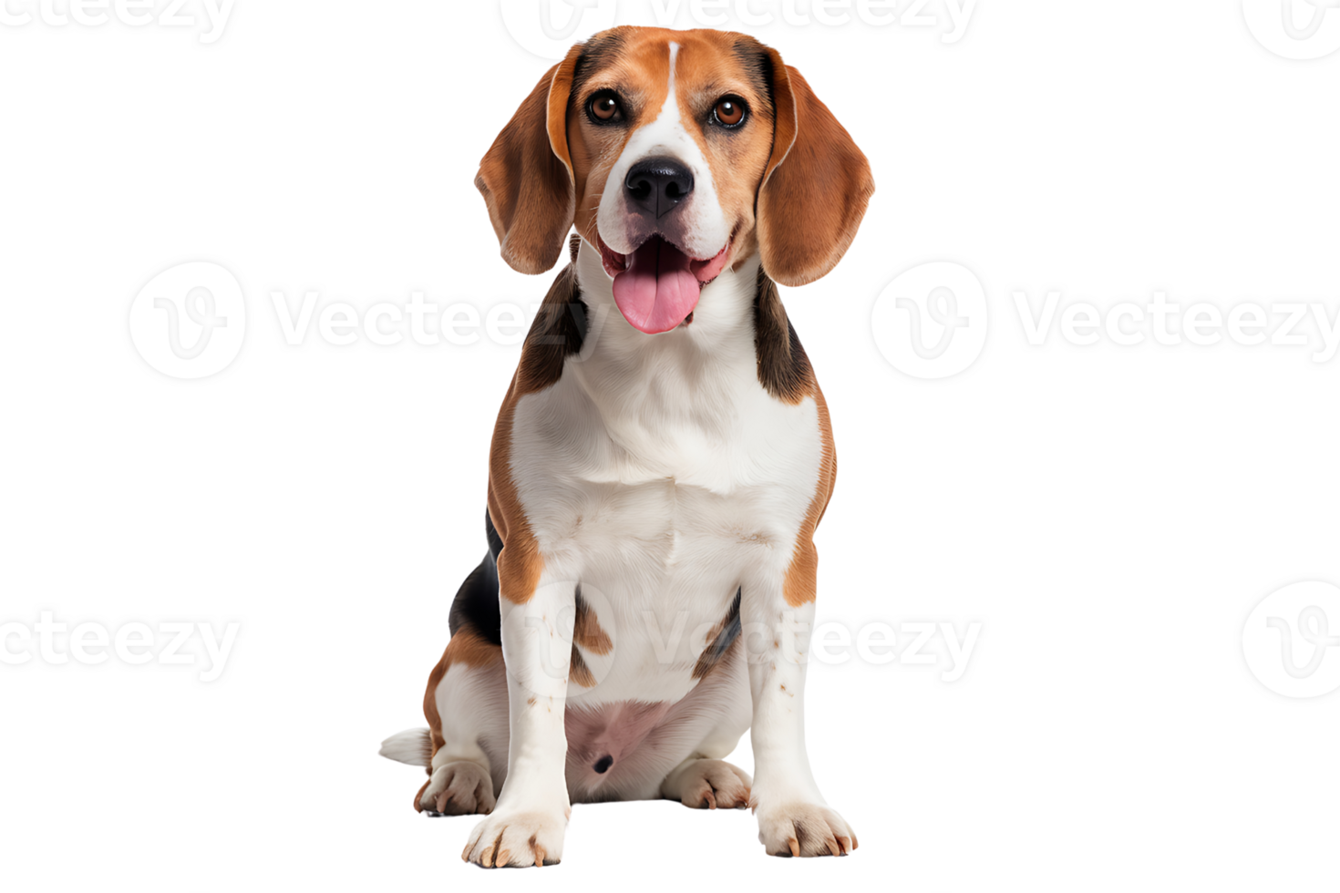 Adorable Beagle Portrait on transparent background png