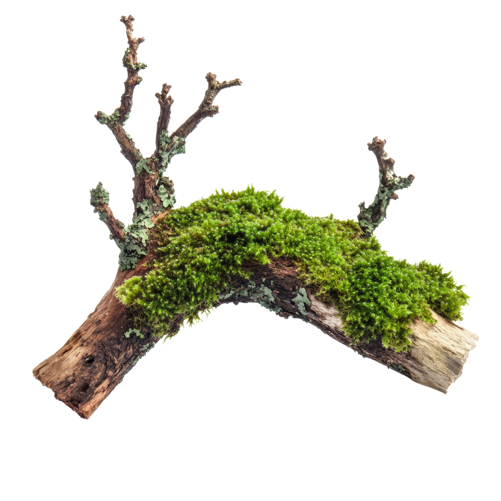 Green moss thriving on a decaying branch, showcasing natures resilience against time and decay, Green moss on rotten branch isolated on transparent background png