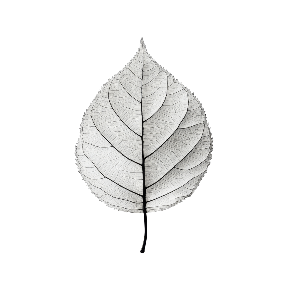Delicate skeletal leaf on a transparent background showcasing intricate vein patterns and natural beauty, transparent background or transparent background with a single, isolated natural leaf and png