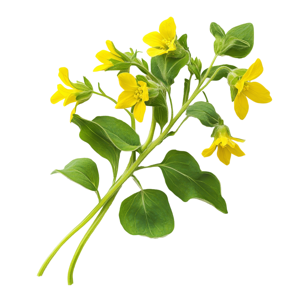 Delicate cowslip creeper blooms with vibrant yellow flowers against a clean transparent background showcasing natural beauty, Cowslip creeper on transparent background png