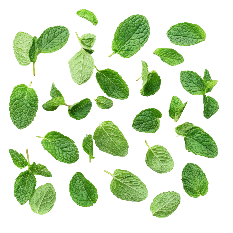Fresh mint leaves arranged artistically on a bright transparent background for culinary and herbal use, mint leaves isolated on transparent background png