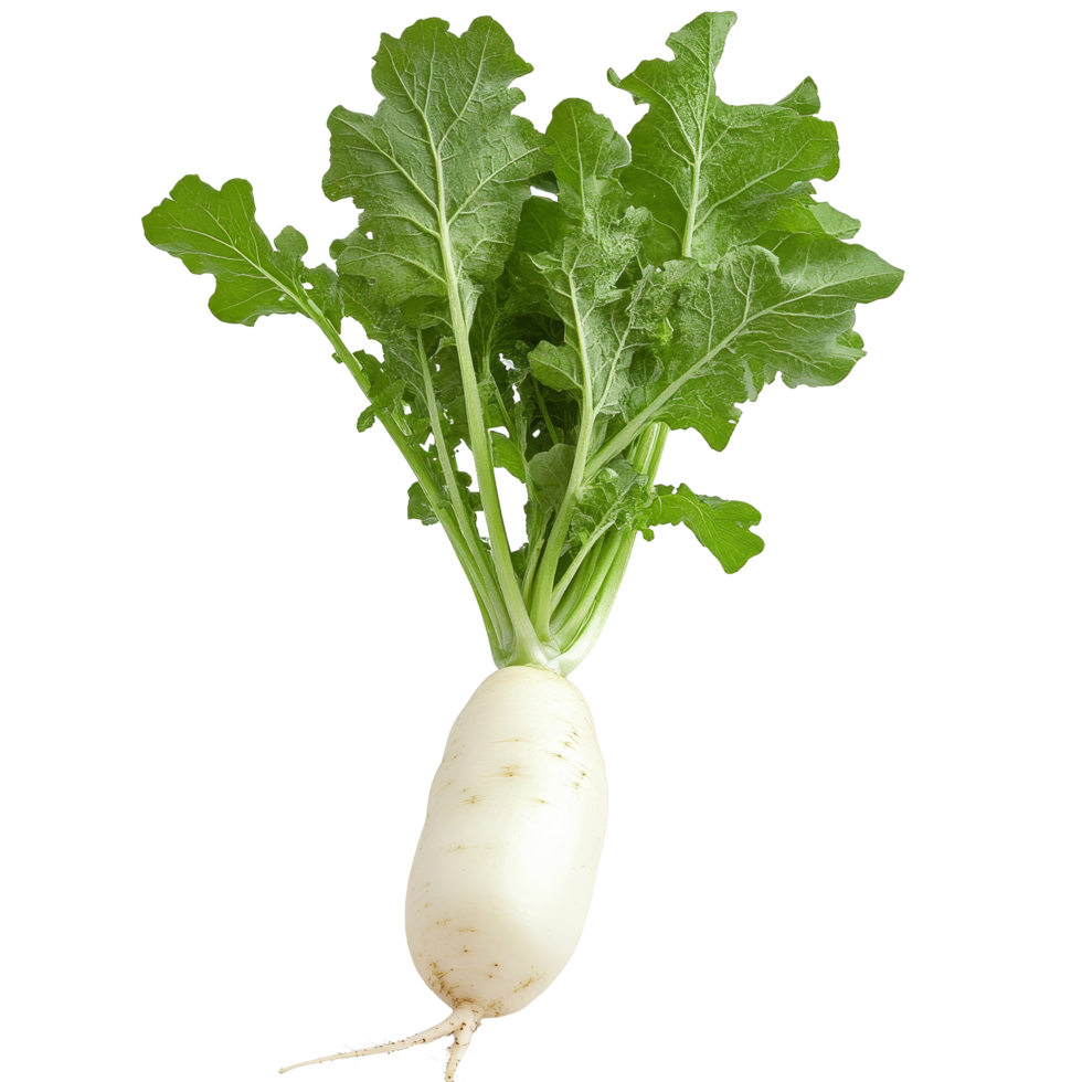 Fresh transparent radish with green leaves on a clean transparent background showcasing farm produce, fresh transparent radish on transparent background png