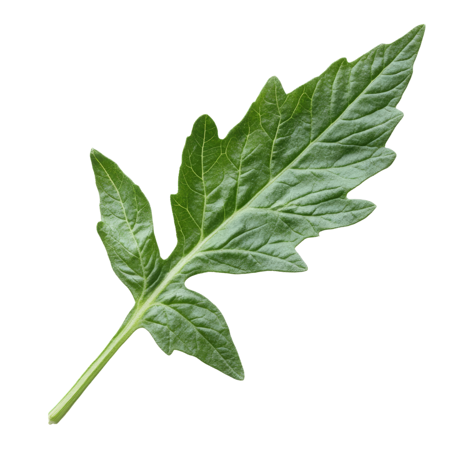 Closeup of a vibrant tomato leaf isolated against a clean transparent background showcasing its intricate texture and shape, Tomato leaf closeup isolated on transparent background png