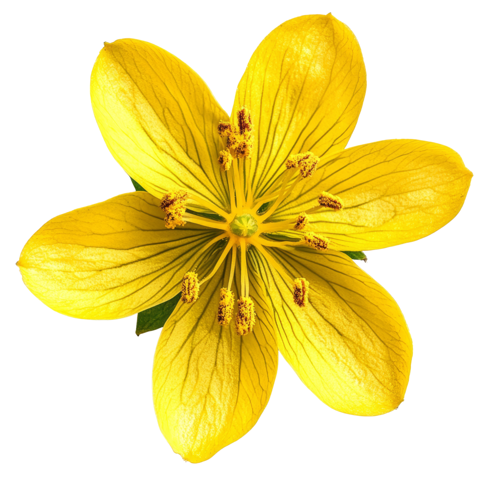 Bright yellow St. Johns Wort flower viewed from above with intricate details in a clean, isolated setting, Single st johns wort flower top view isolated on transparent background png