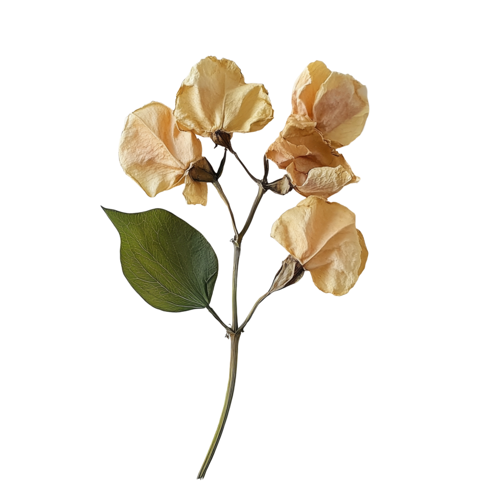 Dried pea flower arrangement on a clean transparent background showcasing natural textures and subtle colors, Dried pea flower on transparent background png