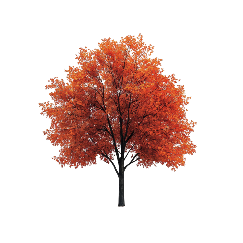 A vibrant maple tree stands alone against a pure transparent background showcasing its stunning autumn colors, Maple tree isolated, transparent background png