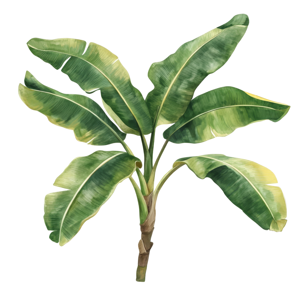 Banana branch with lush green leaves isolated on a transparent background, banana branch with leaves isolated transparent background png