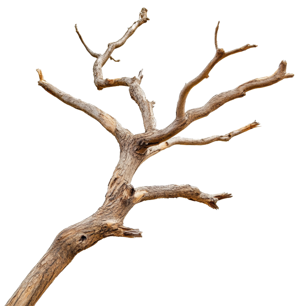 Dry, twisted wood branch isolated on a transparent background showcasing its intricate texture and natural form, Dry wood branch isolated on transparent background. Treewood branch transparent background png