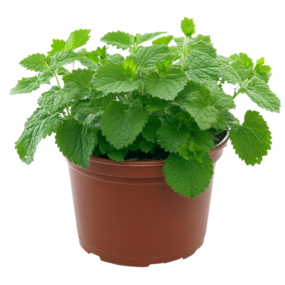 Fresh lemon balm plant in a brown pot against a clean transparent background for herbal uses and gardening, Medicinal plants lemon balm in a pot on a transparent background png
