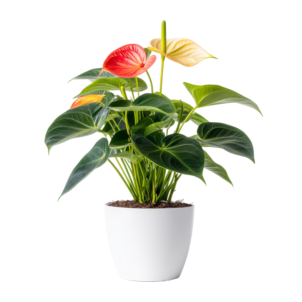 Anthurium plant with vibrant leaves in a transparent pot against a bright transparent background, Anthurium plant transparent background png