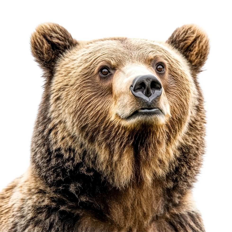 A detailed view of a bear against a transparent background showcasing its unique features and expressions, snow pear top view on transparent background png
