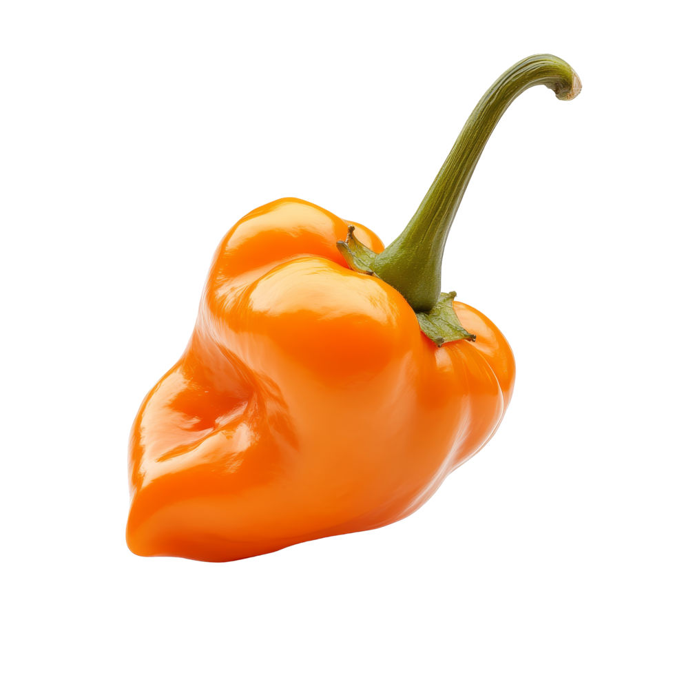 Fresh orange peppers on a transparent background highlighting their vibrant color and unique shape perfect for culinary dishes, orange pepperscapsicum on transparent background png
