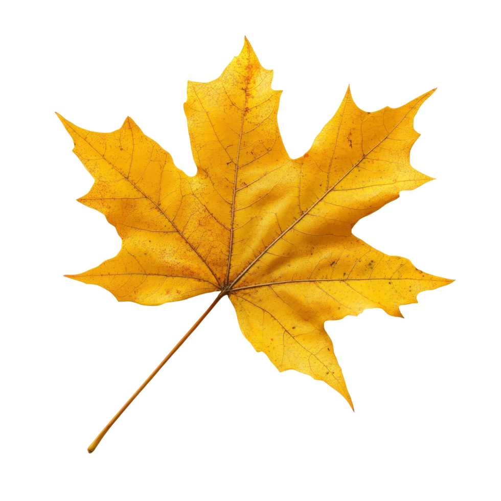 Bright yellow fall leaves isolated on a transparent background, highlighting autumns beauty, single fall leaves isolated on transparent background cutout png