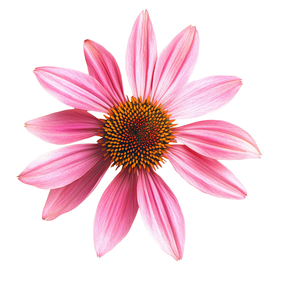 Medicinal echinacea flower blooming vibrantly against a clean transparent background during daylight hours, Medicinal echinacea flower on a transparent background png