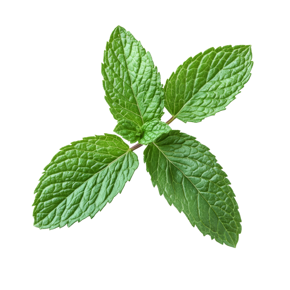 Fresh mint leaf herb isolated on transparent background for culinary and aromatic uses in various dishes and beverages, mint leaf herb isolated on transparent background png